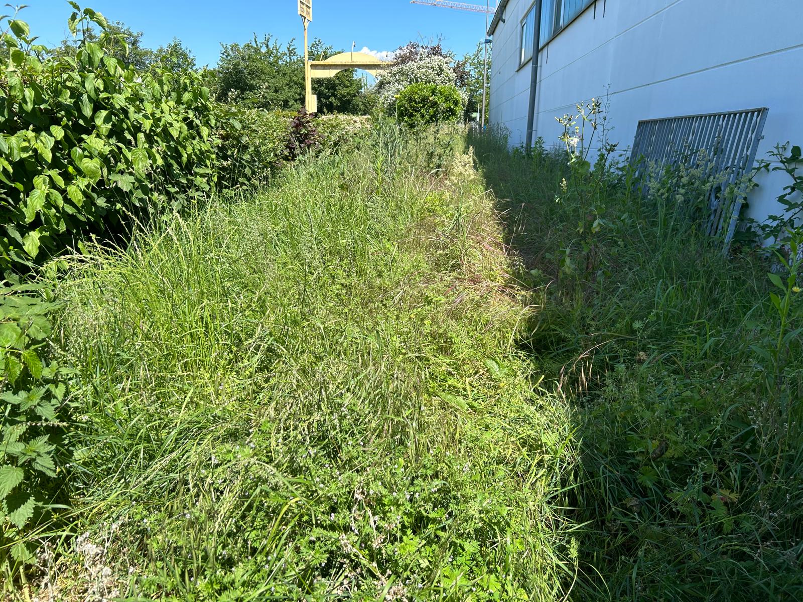 Vorher Wiesenfläche